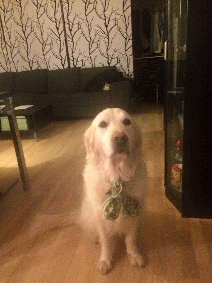 Golden retriever R.I.P Bjørslev's Cameron Diaz/silke billede 17