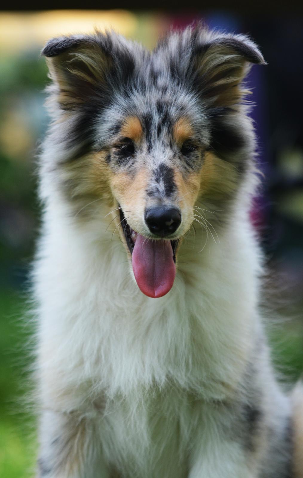 Collie langhåret Amino ~•~Himmelhund~•~ billede 10