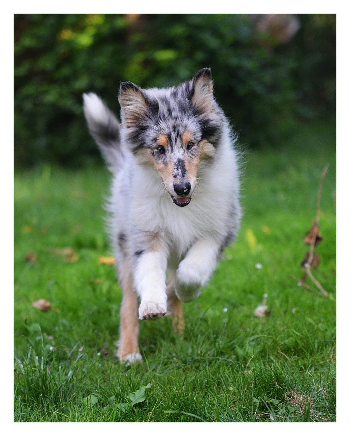 Collie langhåret Amino ~•~Himmelhund~•~ billede 8