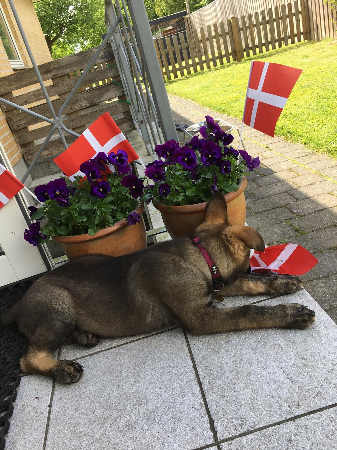 Schæferhund Kennel Team Englund´s Kala billede 10