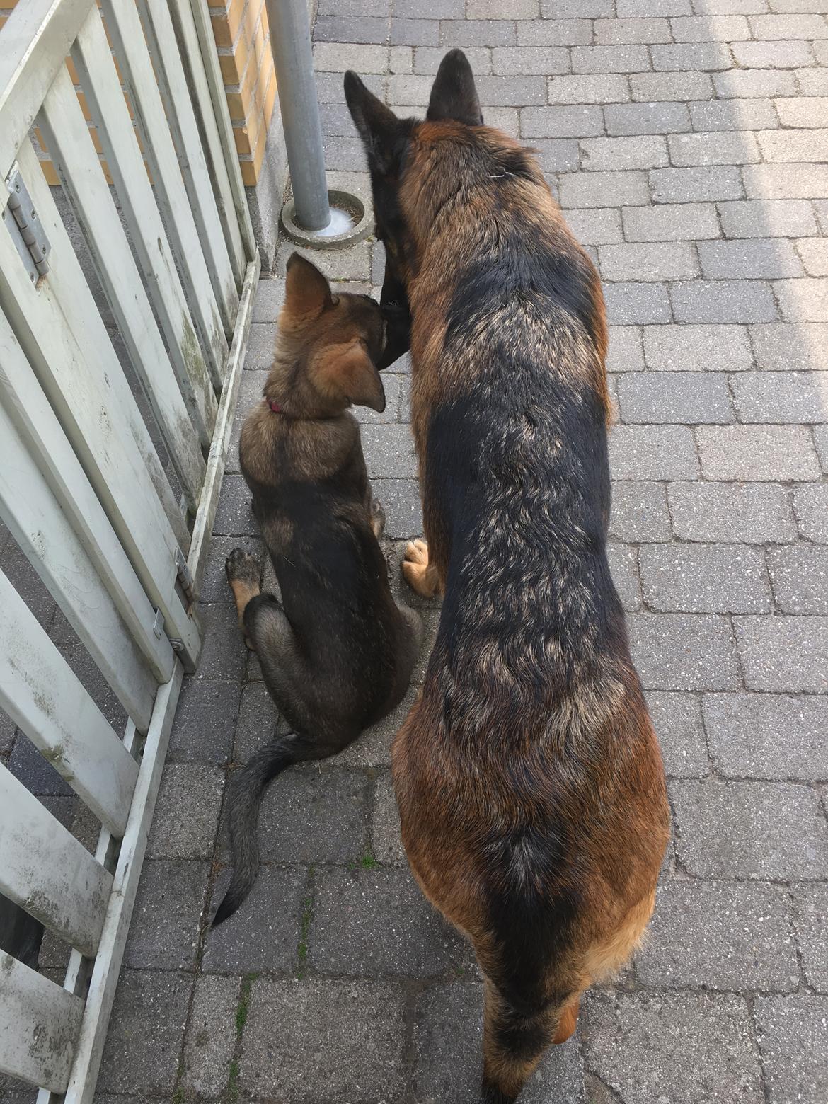 Schæferhund Kennel Team Englund´s Kala billede 11