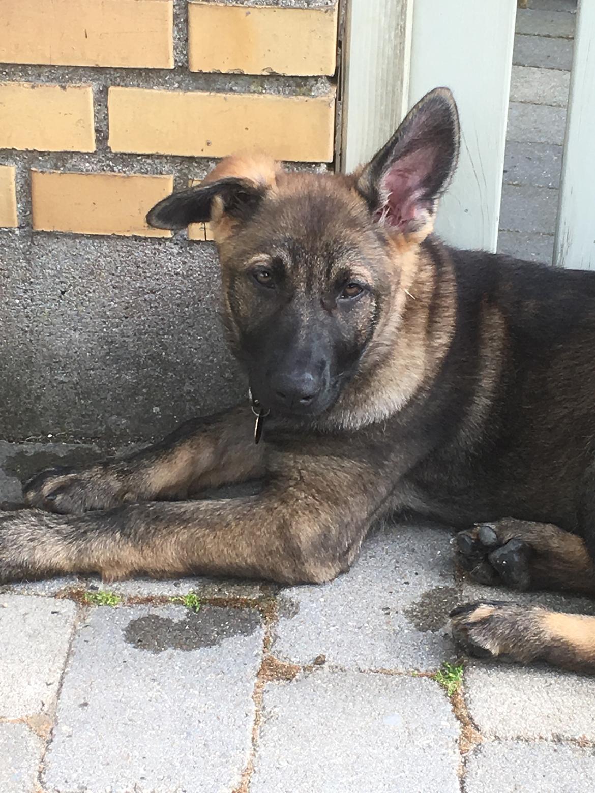 Schæferhund Kennel Team Englund´s Kala billede 12