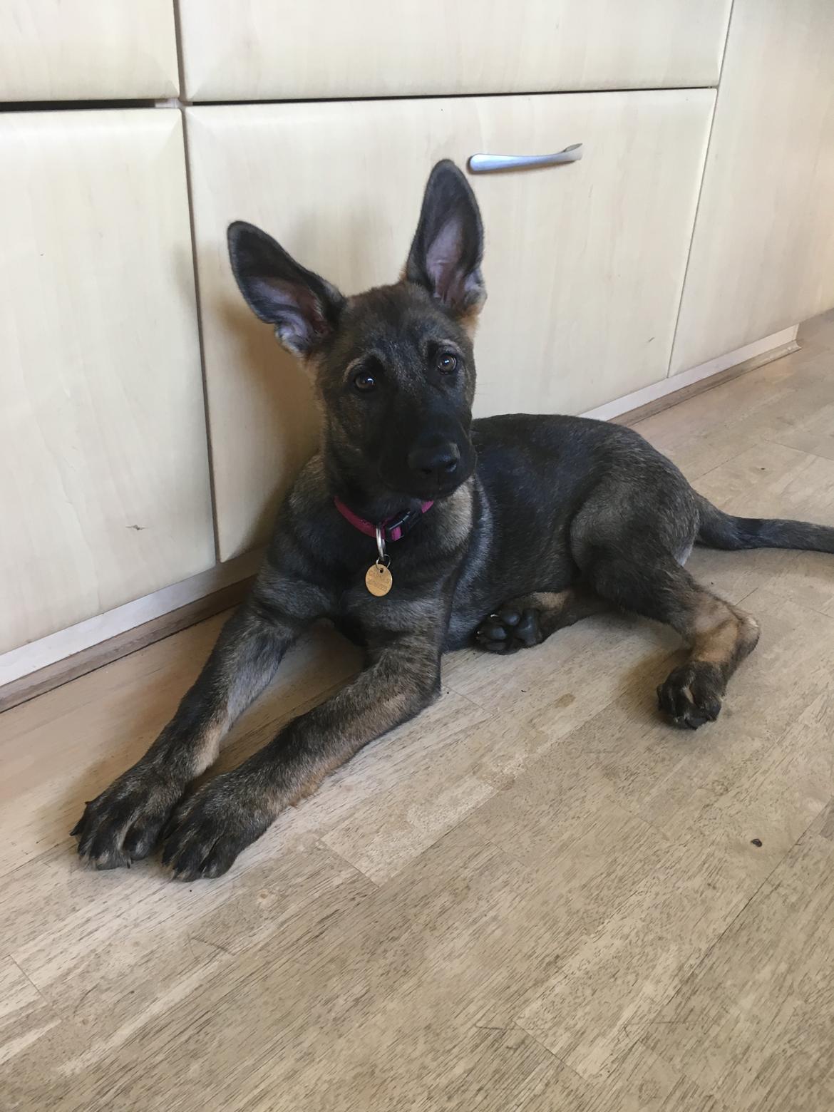 Schæferhund Kennel Team Englund´s Kala billede 13