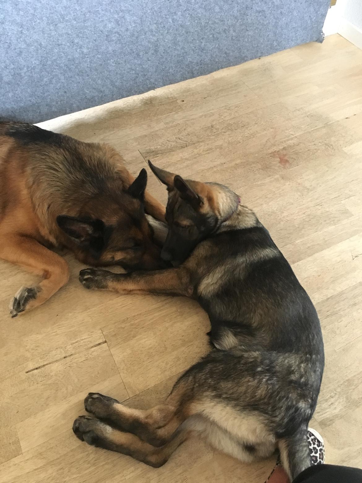 Schæferhund Kennel Team Englund´s Kala billede 15