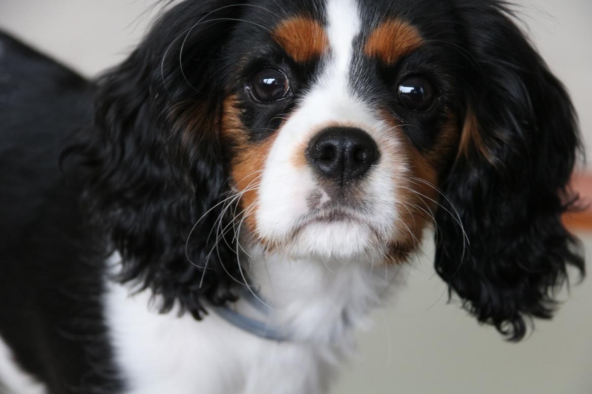 Cavalier king charles spaniel Vigga billede 1