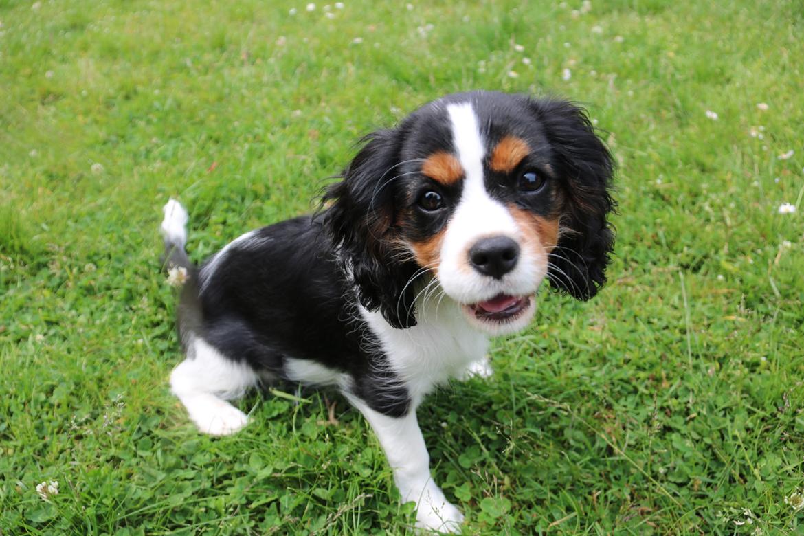 Cavalier king charles spaniel Vigga billede 5