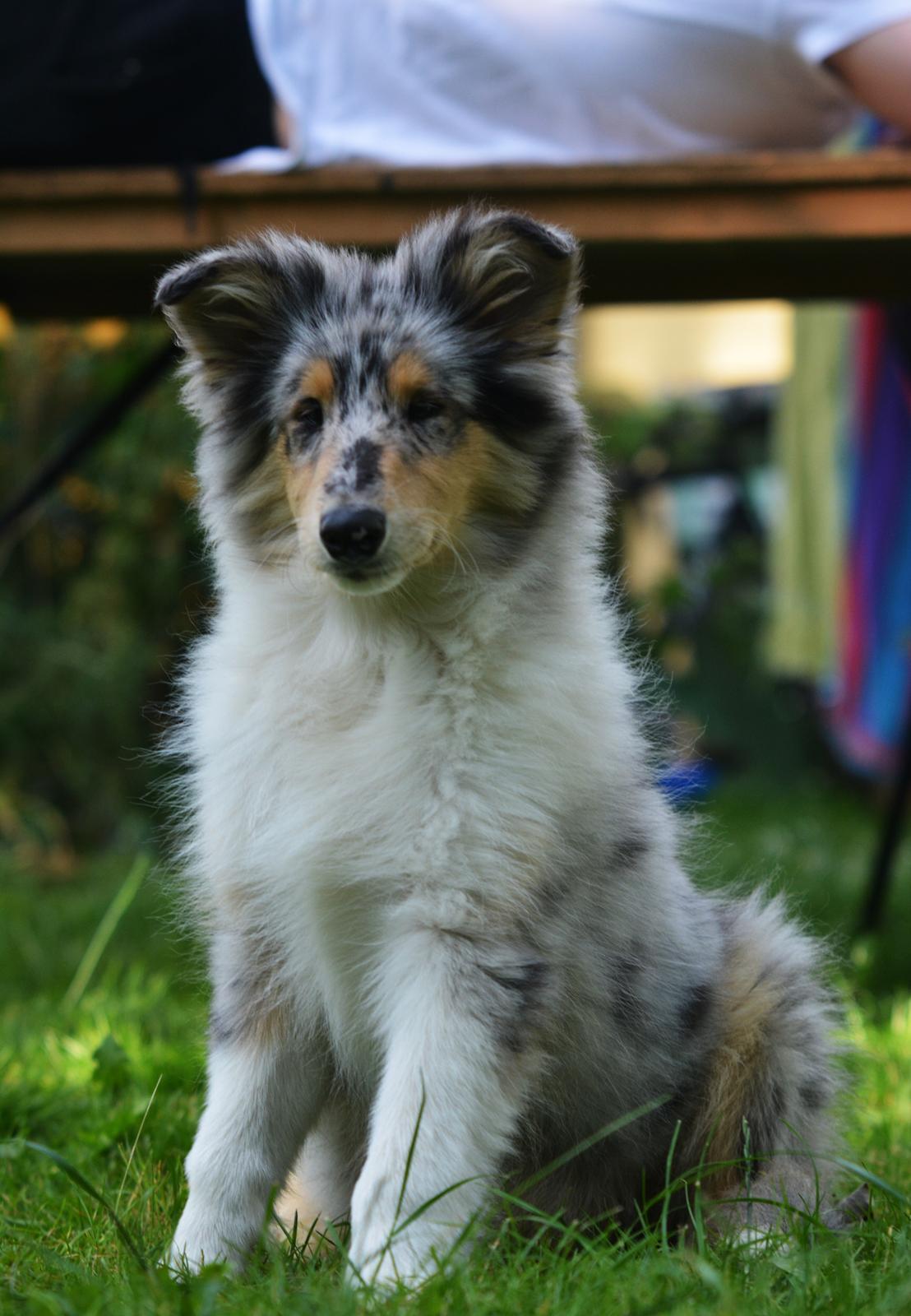 Collie langhåret Amino ~•~Himmelhund~•~ billede 12