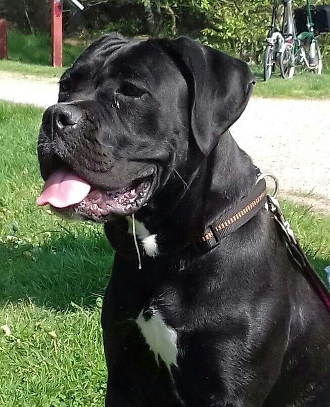 Cane corso Carla * Himmelhund* billede 9