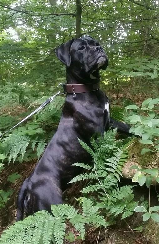 Cane corso Carla * Himmelhund* billede 6