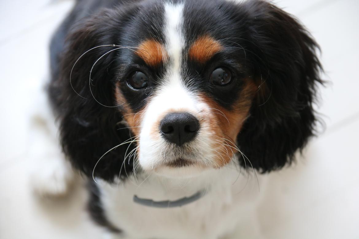 Cavalier king charles spaniel Vigga billede 6