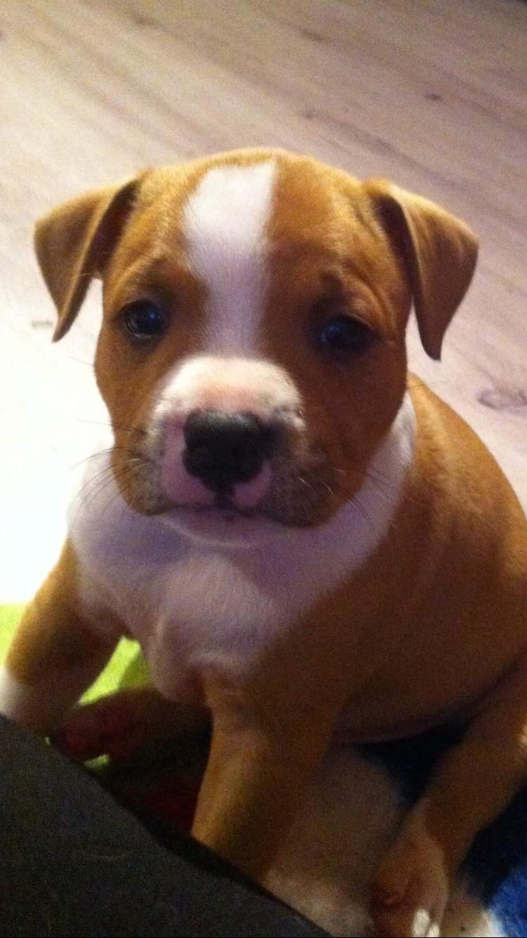Staffordshire bull terrier Afraid by my strenght / Land of staff FCI (Eddie) billede 1