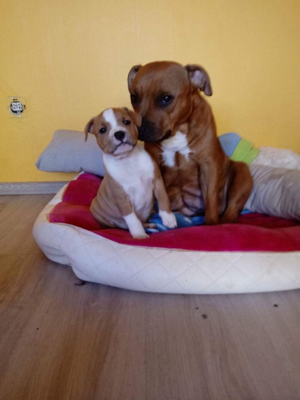 Staffordshire bull terrier Afraid by my strenght / Land of staff FCI (Eddie) billede 2