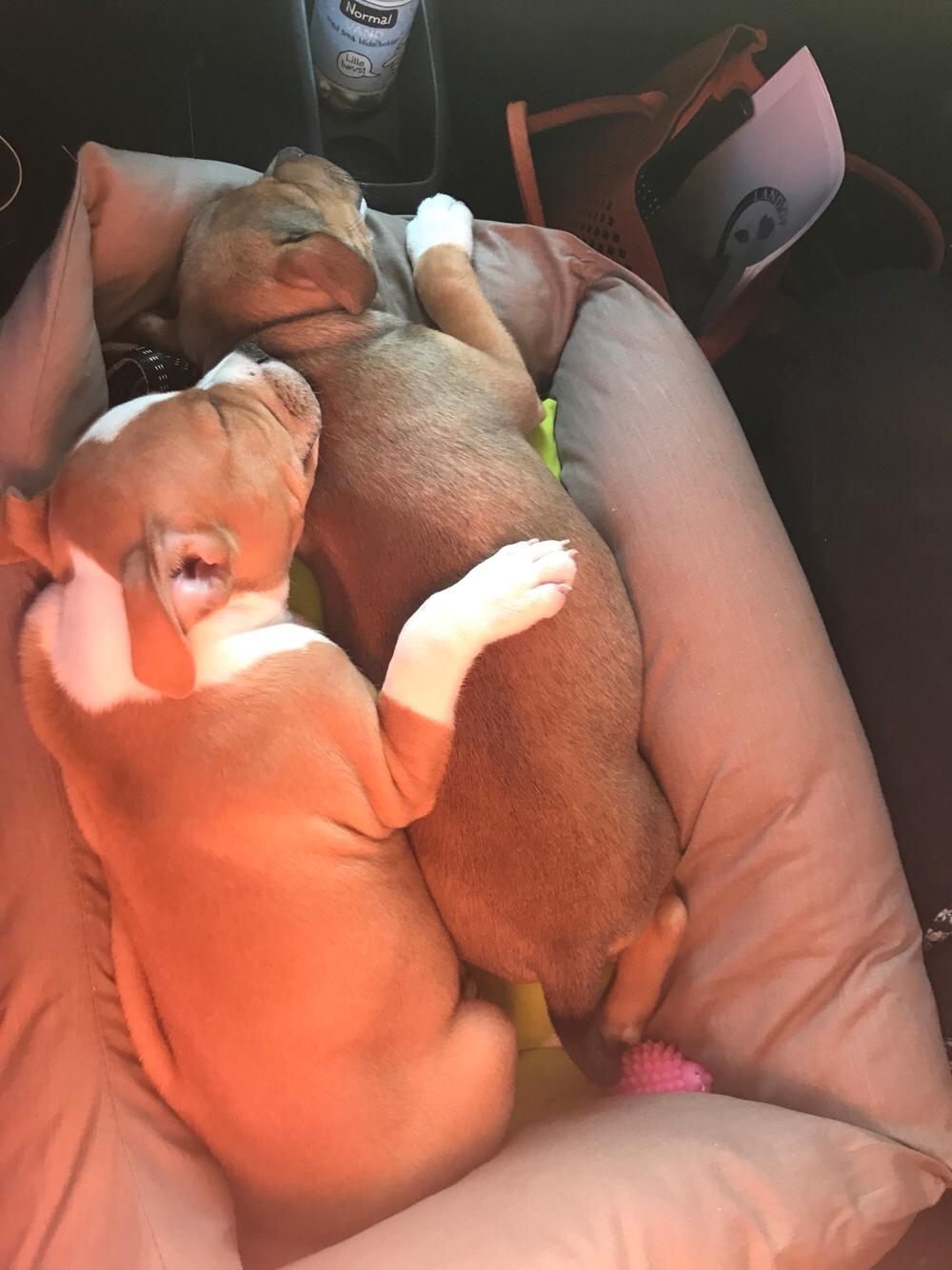 Staffordshire bull terrier Afraid by my strenght / Land of staff FCI (Eddie) billede 7