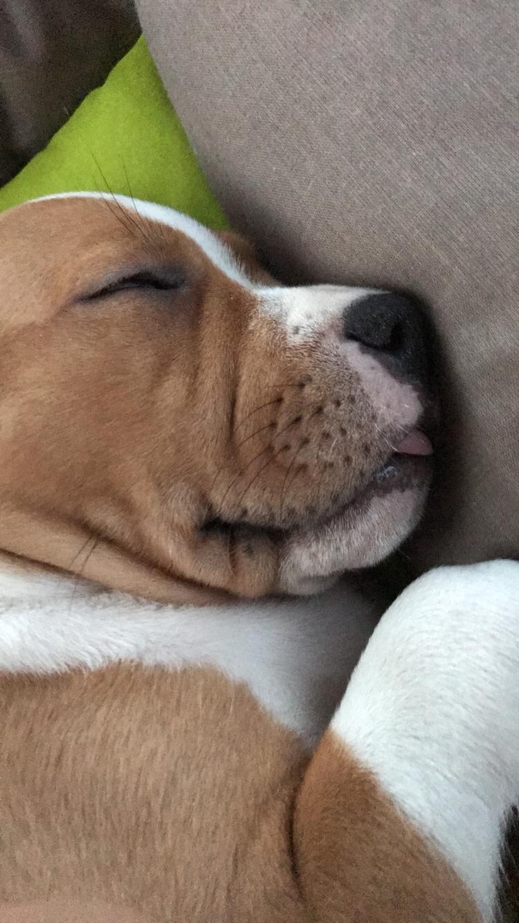 Staffordshire bull terrier Afraid by my strenght / Land of staff FCI (Eddie) billede 8