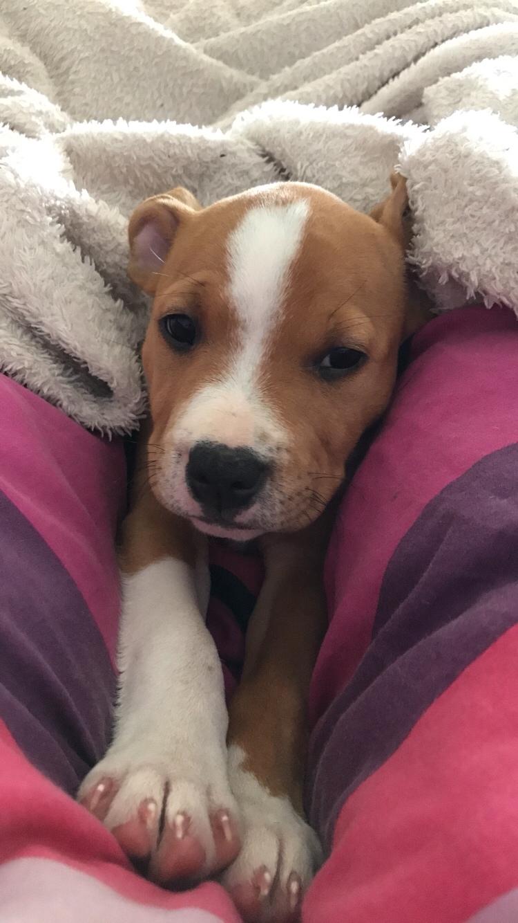 Staffordshire bull terrier Afraid by my strenght / Land of staff FCI (Eddie) billede 13