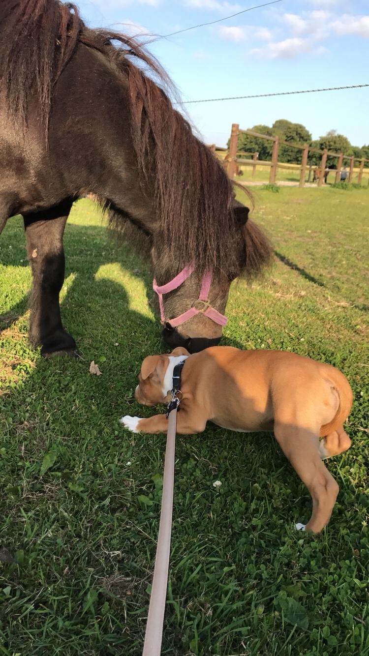 Staffordshire bull terrier Afraid by my strenght / Land of staff FCI (Eddie) billede 17