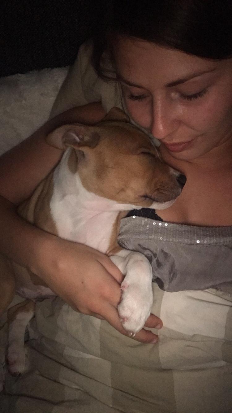 Staffordshire bull terrier Afraid by my strenght / Land of staff FCI (Eddie) billede 20