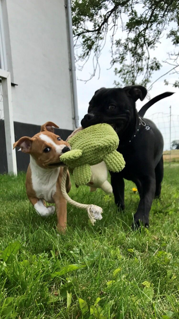 Staffordshire bull terrier Afraid by my strenght / Land of staff FCI (Eddie) billede 21