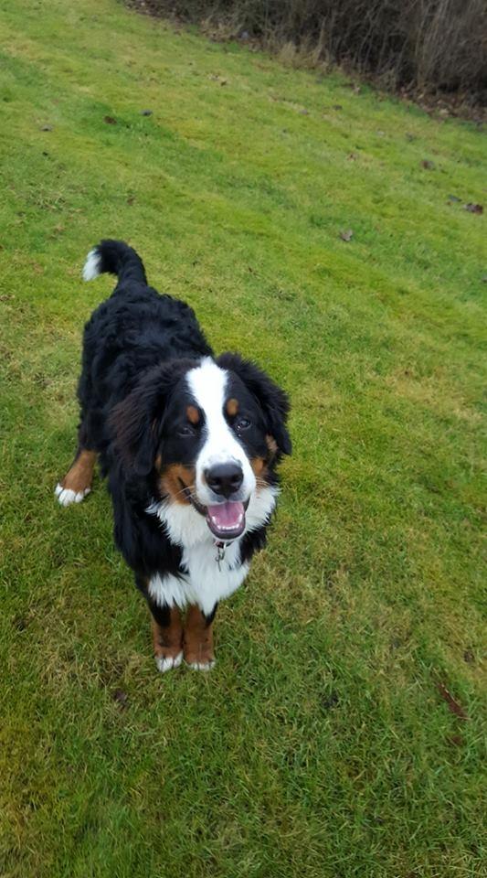 Berner sennenhund bayley billede 5