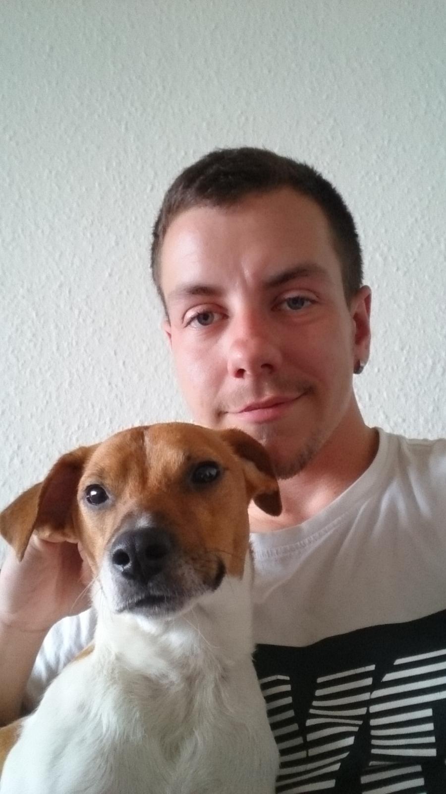 Dansk svensk gaardhund Jack billede 22