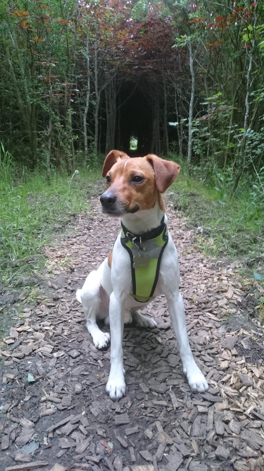 Dansk svensk gaardhund Jack - Mollerup hundeskov. billede 24