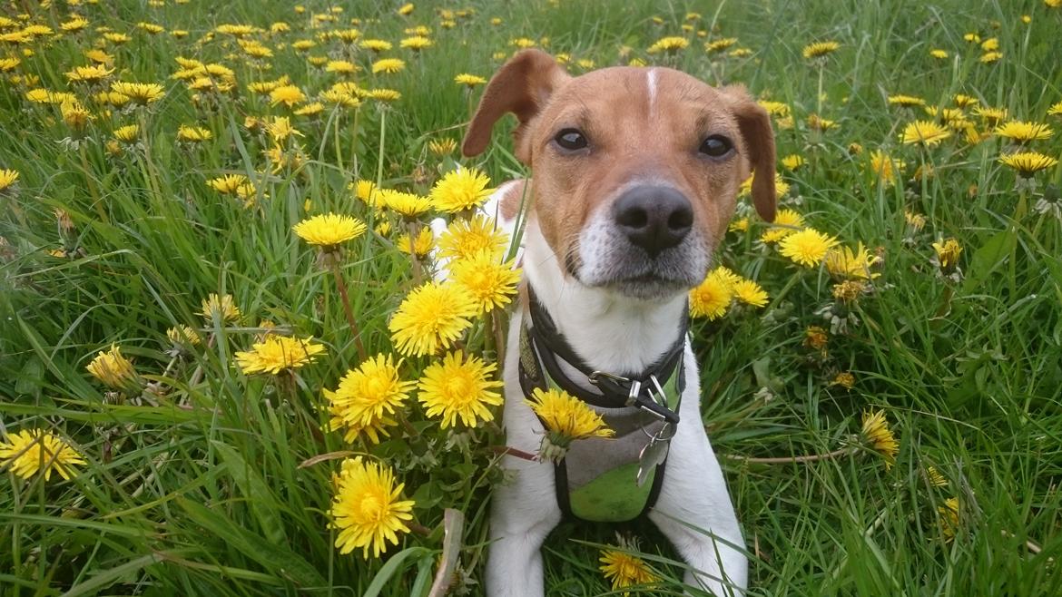 Dansk svensk gaardhund Jack billede 25