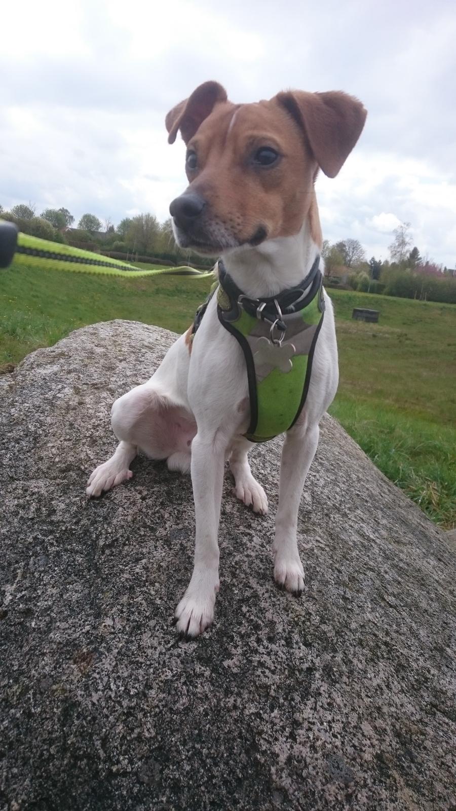 Dansk svensk gaardhund Jack billede 26