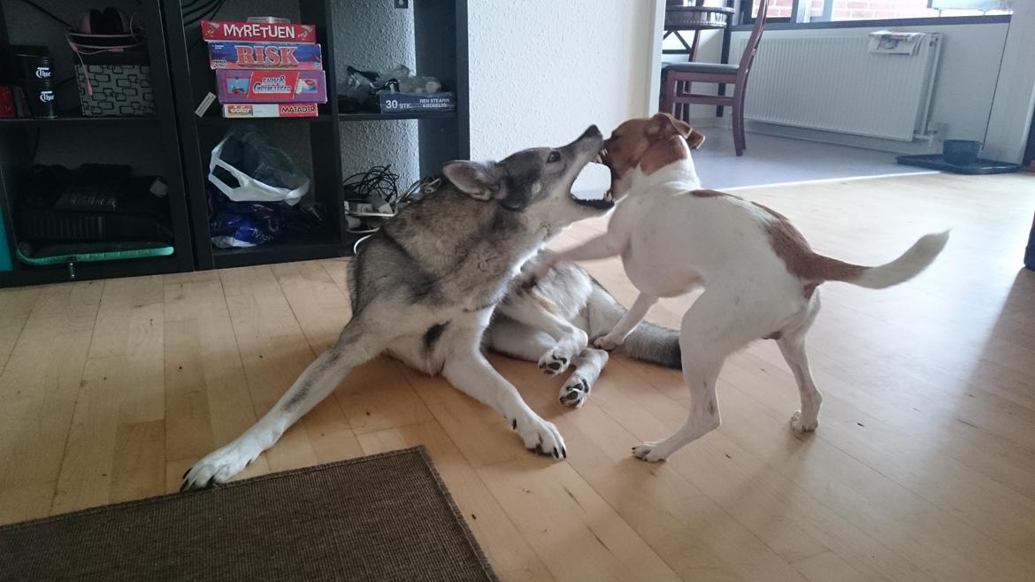 Dansk svensk gaardhund Jack - der leges med Jacks bedste veninde :) billede 33