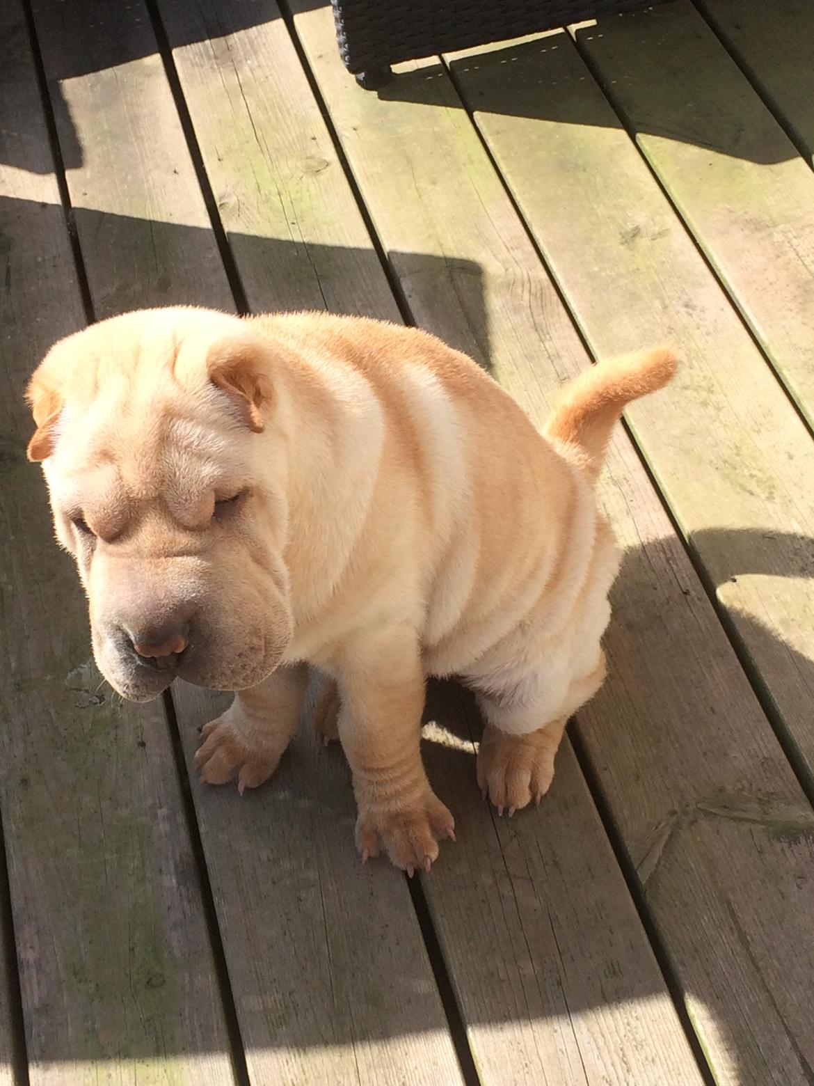 Shar pei Perle billede 9