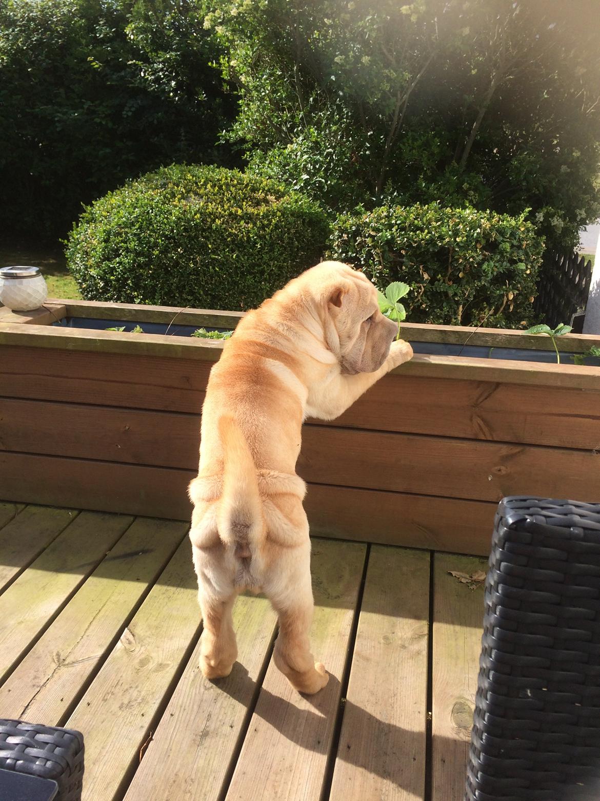 Shar pei Perle billede 11