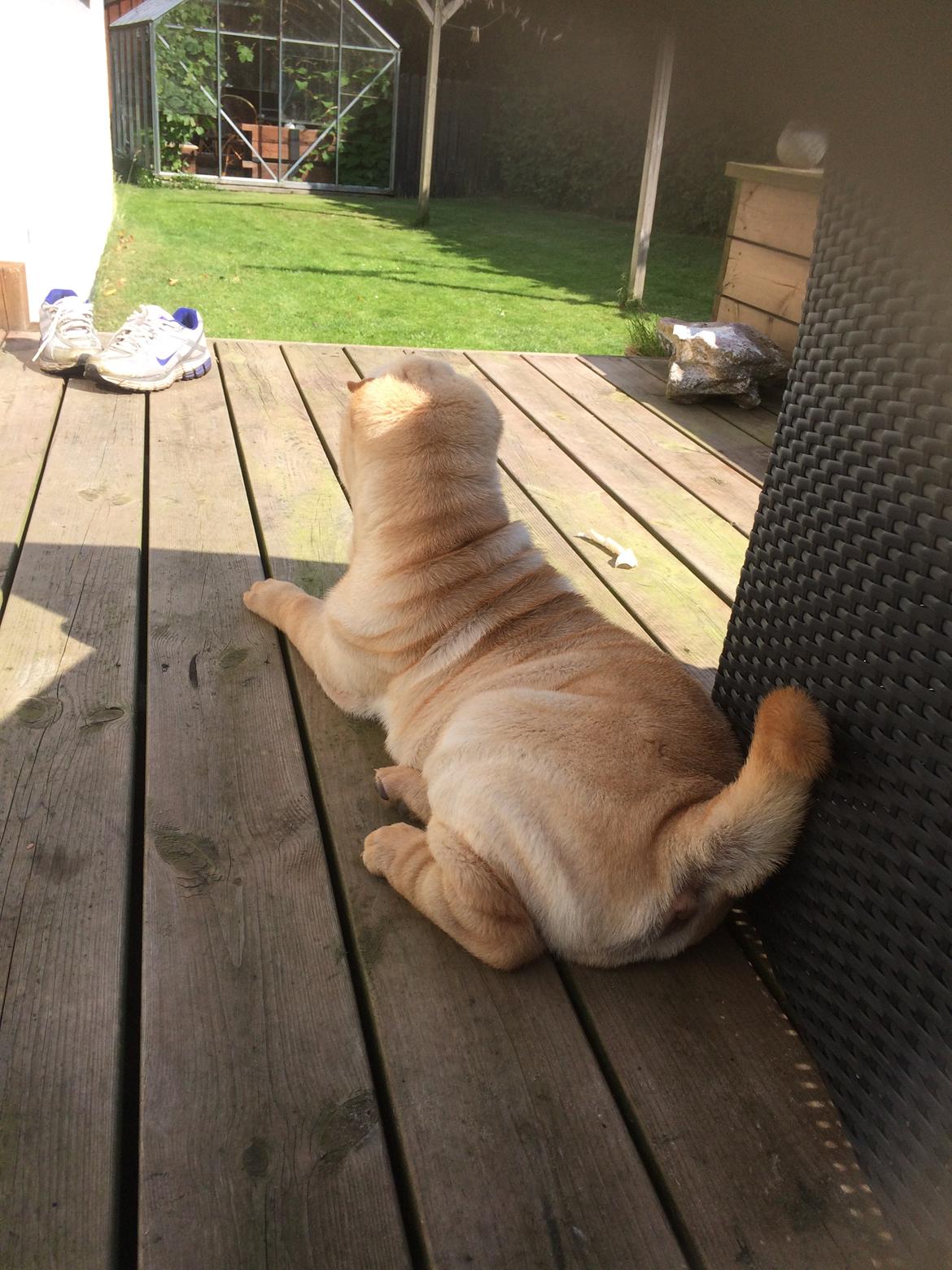 Shar pei Perle billede 10