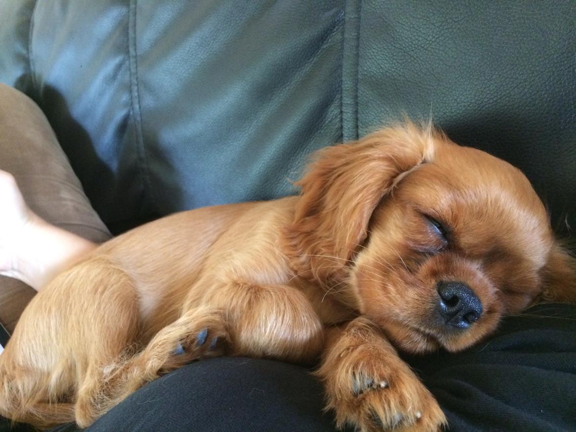 Cavalier king charles spaniel Cavakikki's Viol billede 2