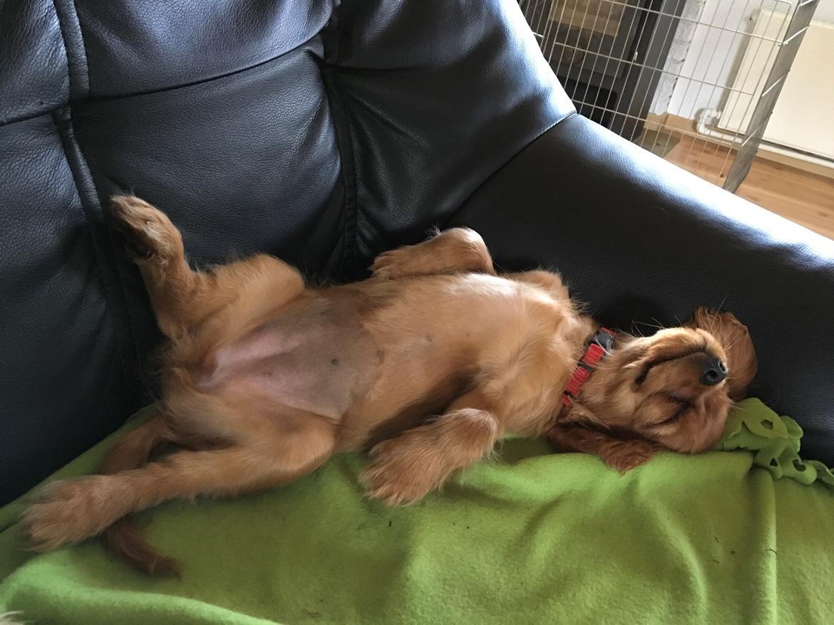 Cavalier king charles spaniel Cavakikki's Viol billede 3