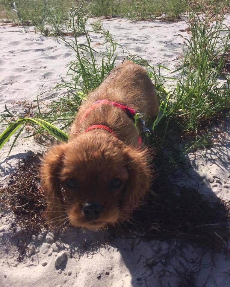 Cavalier king charles spaniel Cavakikki's Viol billede 4