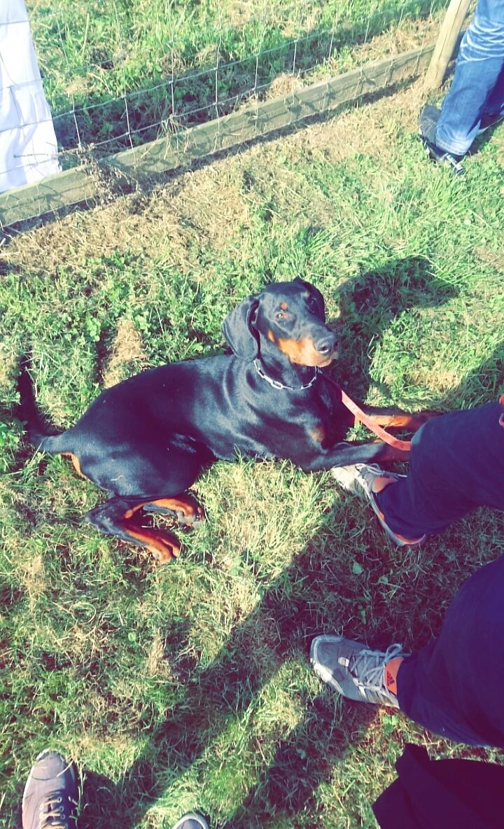 Dobermann DF Zeus billede 3