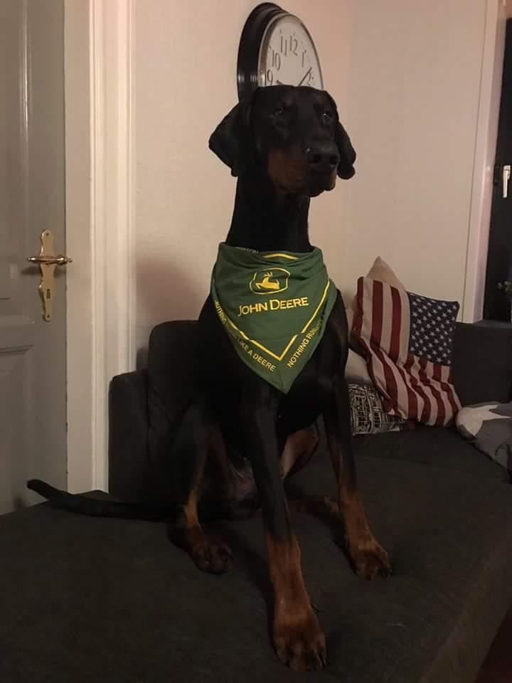 Dobermann DF Zeus billede 1