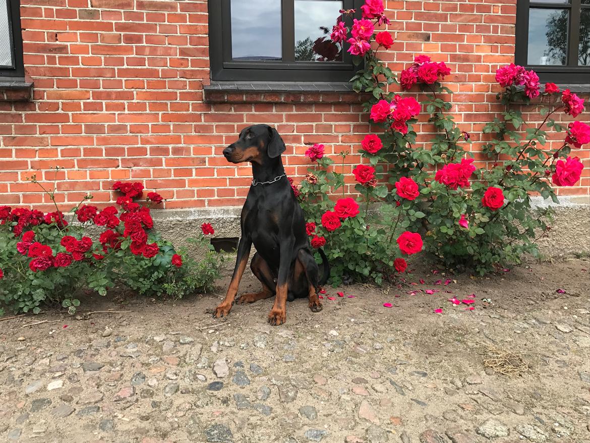 Dobermann DF Zeus billede 6