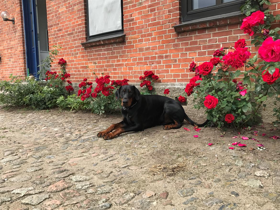 Dobermann DF Zeus billede 7