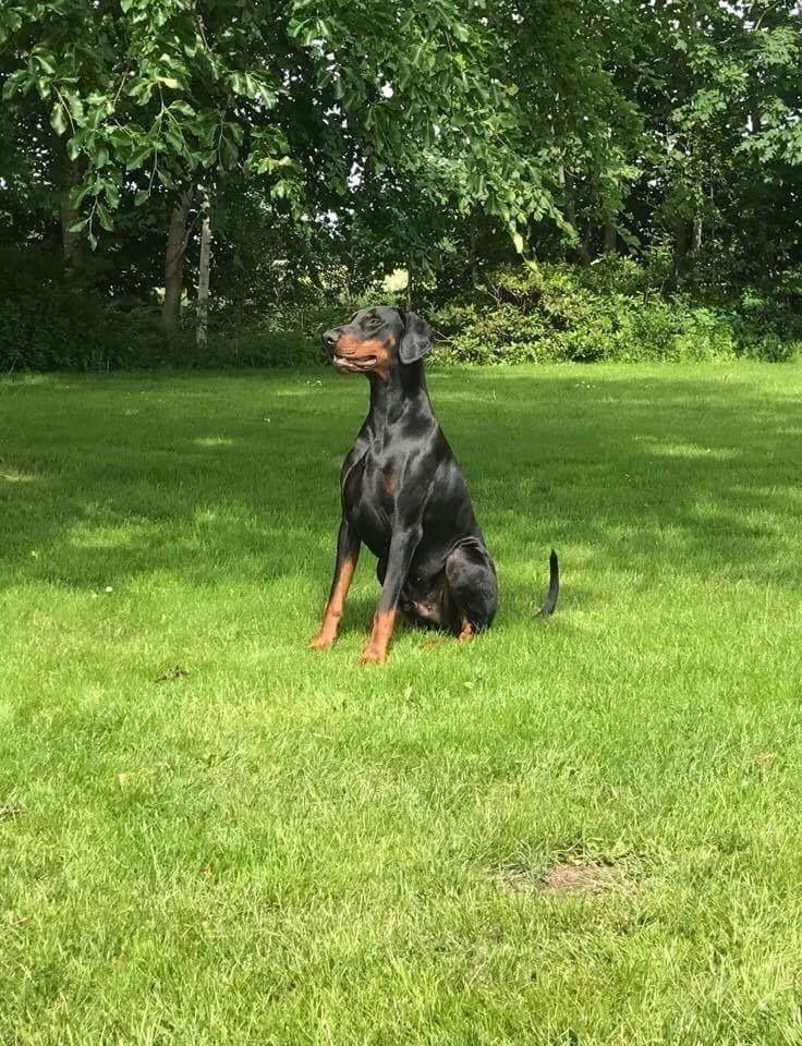 Dobermann DF Zeus billede 4