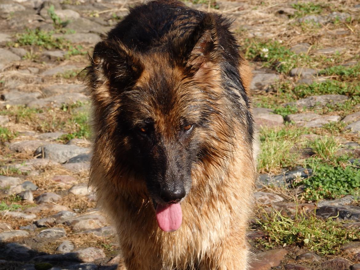 Schæferhund Buffy billede 34