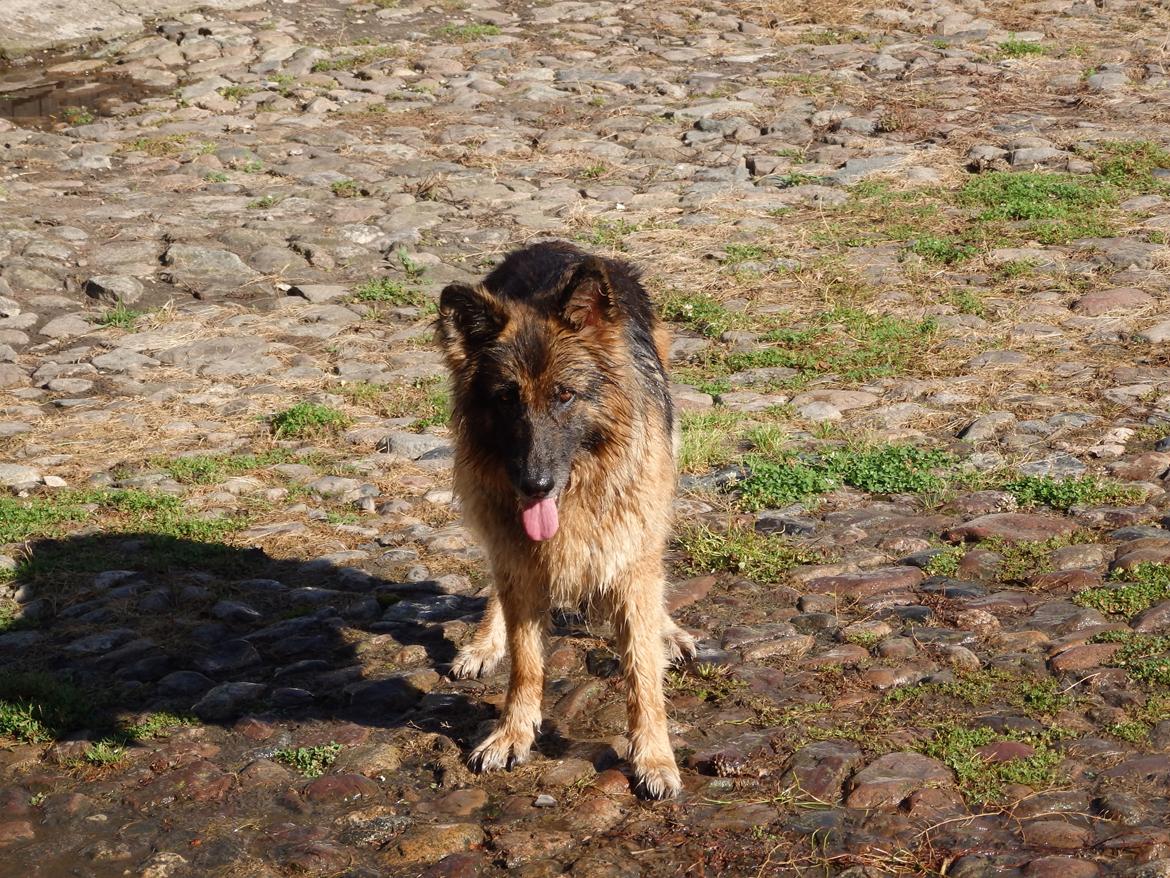 Schæferhund Buffy billede 35