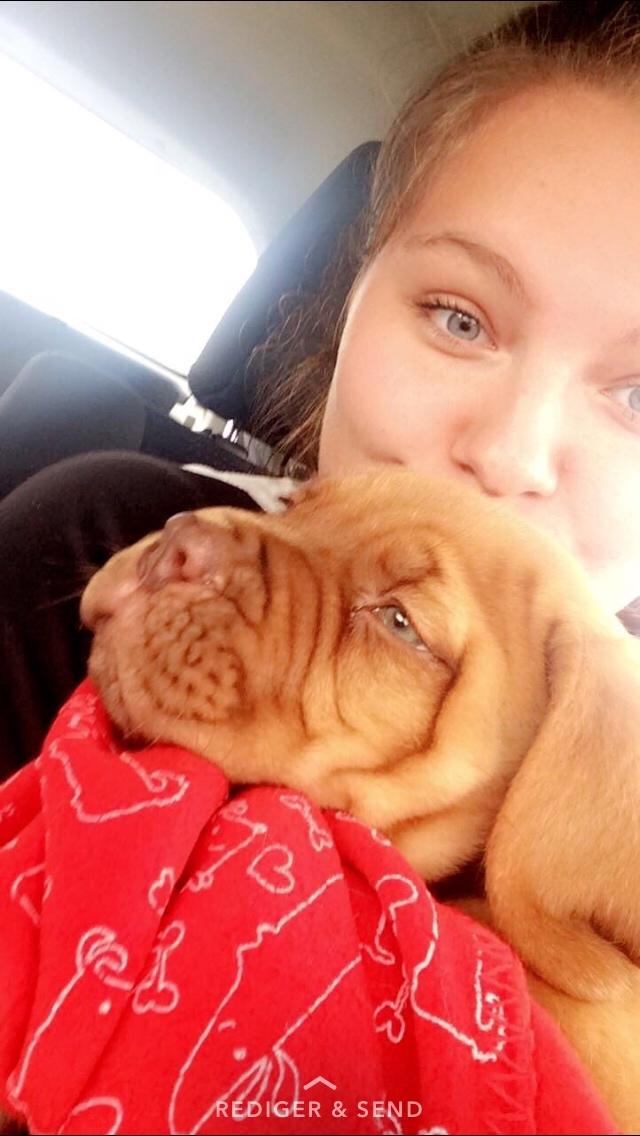 Dogue de bordeaux Jax<3 billede 4