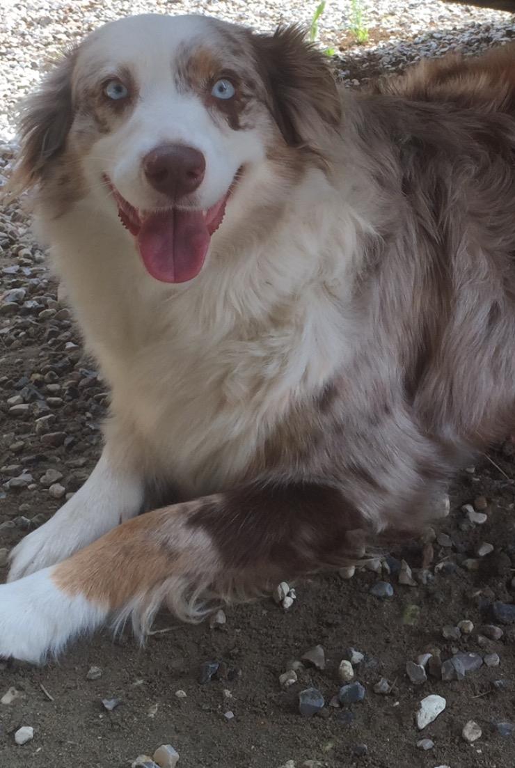Australian shepherd Petra billede 12