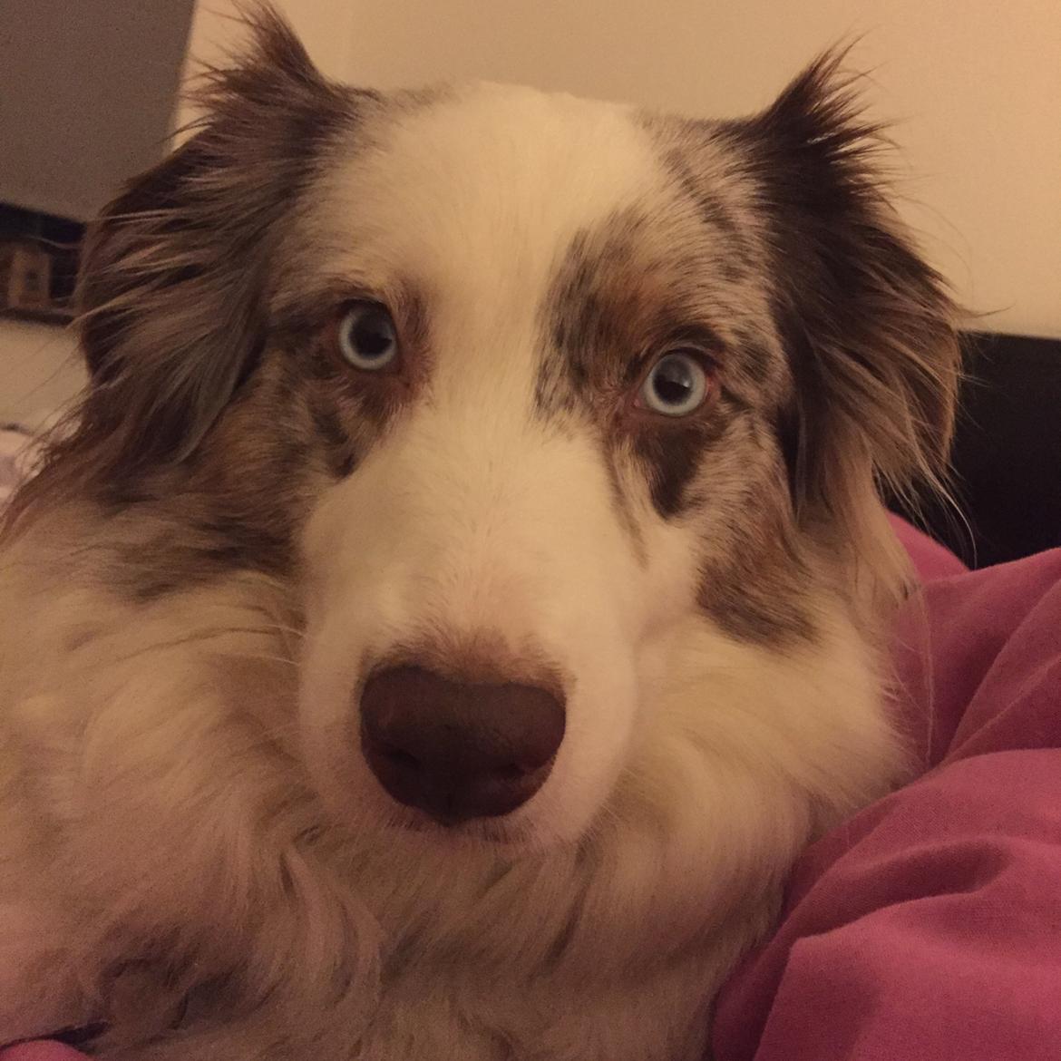Australian shepherd Petra billede 13