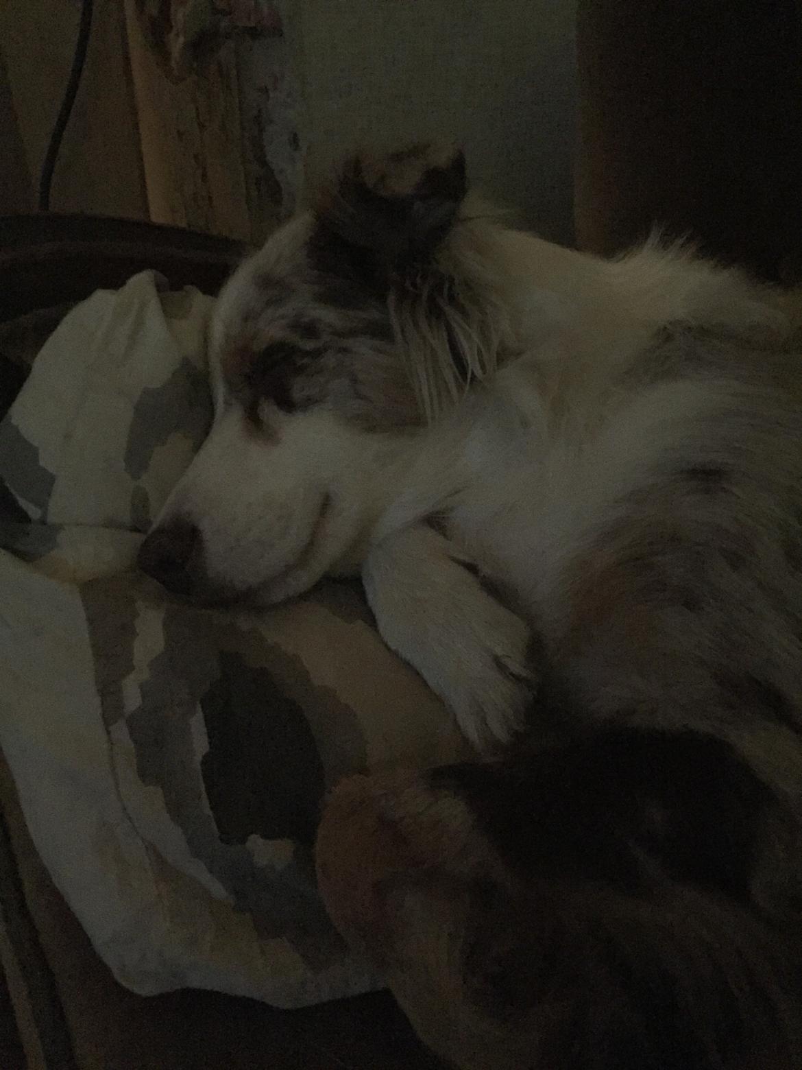 Australian shepherd Petra billede 15