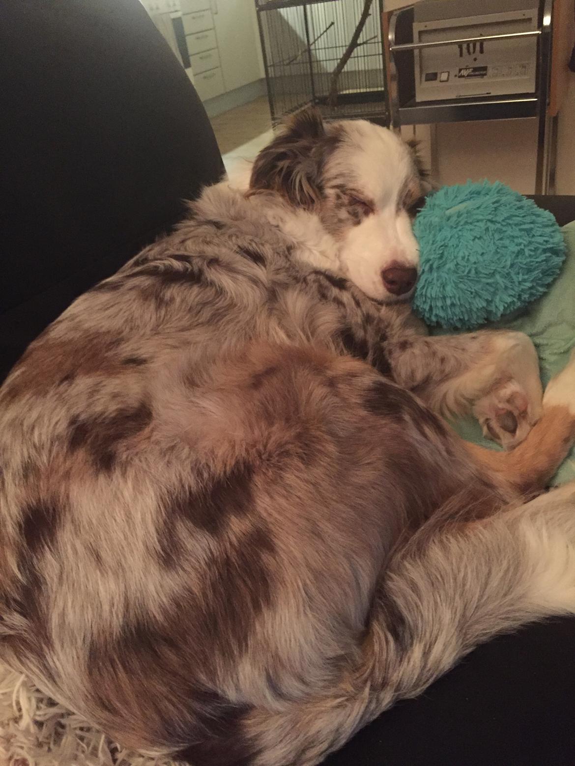 Australian shepherd Petra billede 16