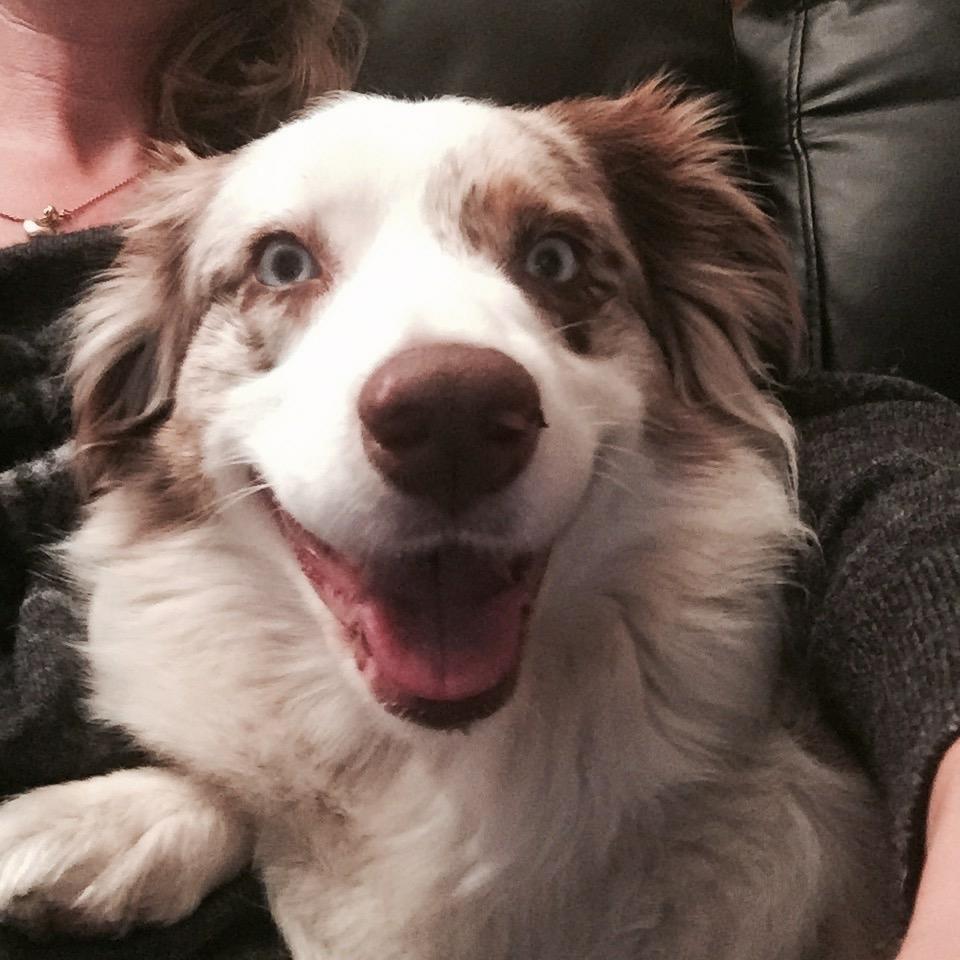 Australian shepherd Petra billede 17