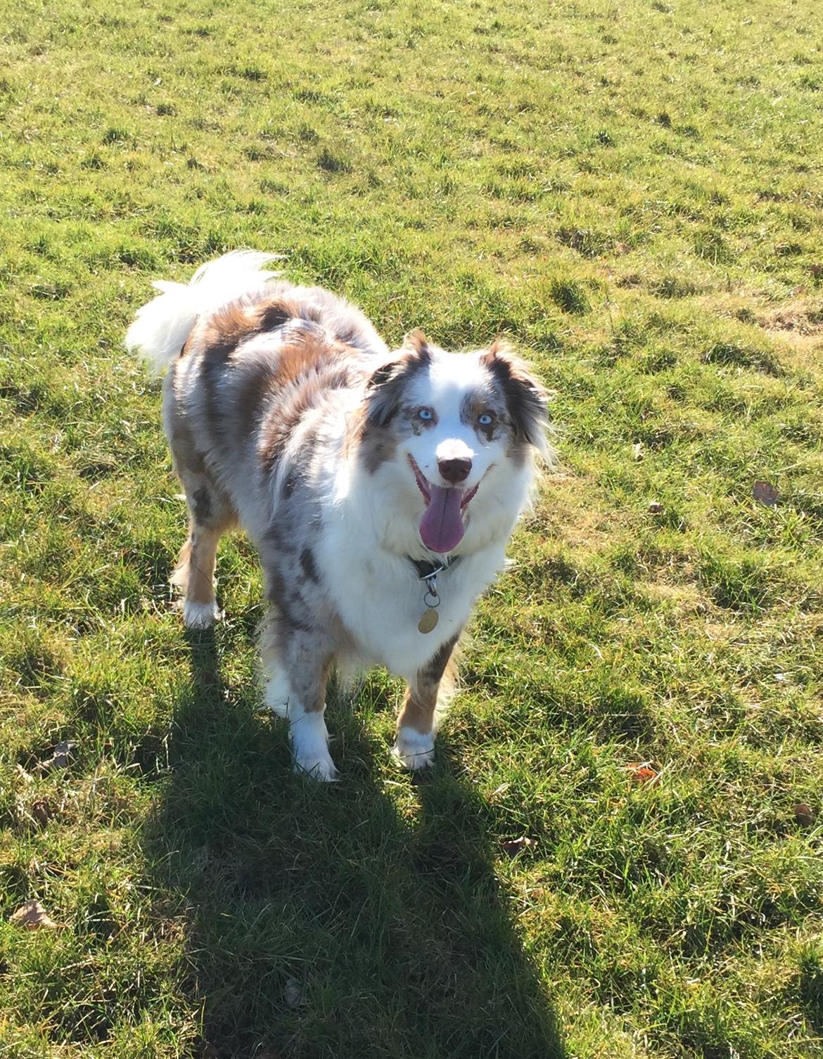 Australian shepherd Petra billede 14