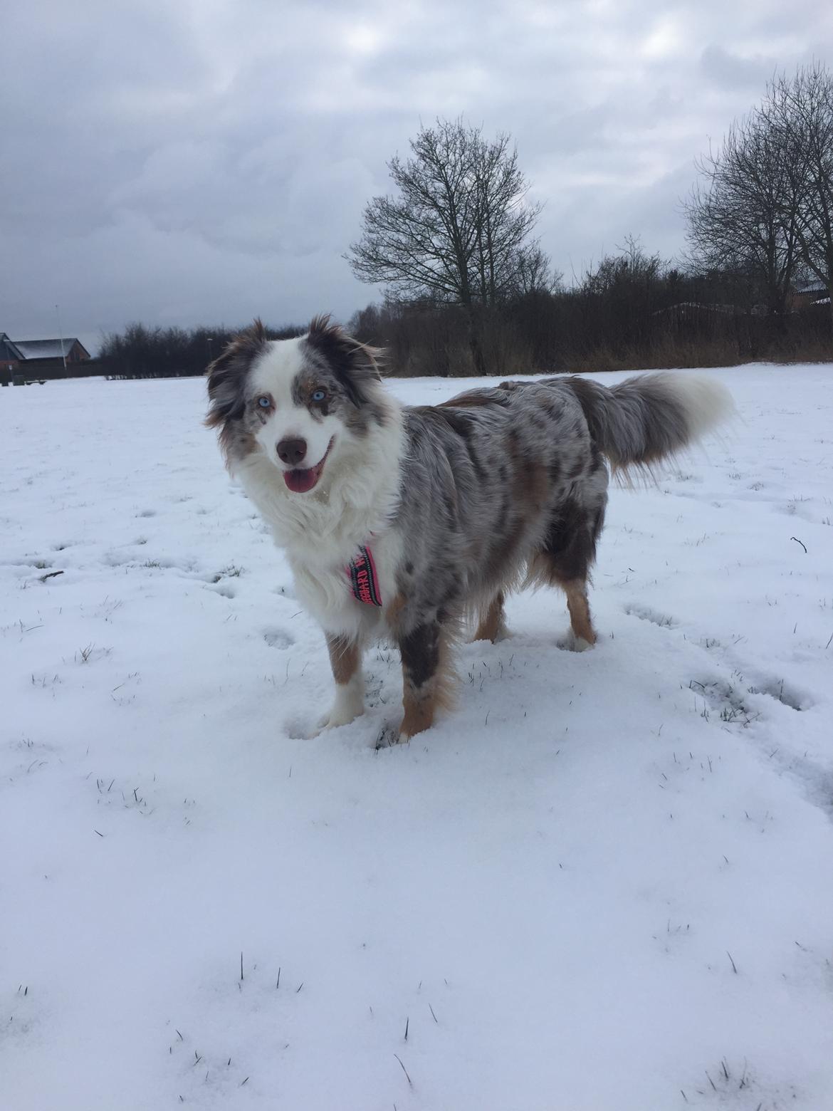 Australian shepherd Petra billede 18