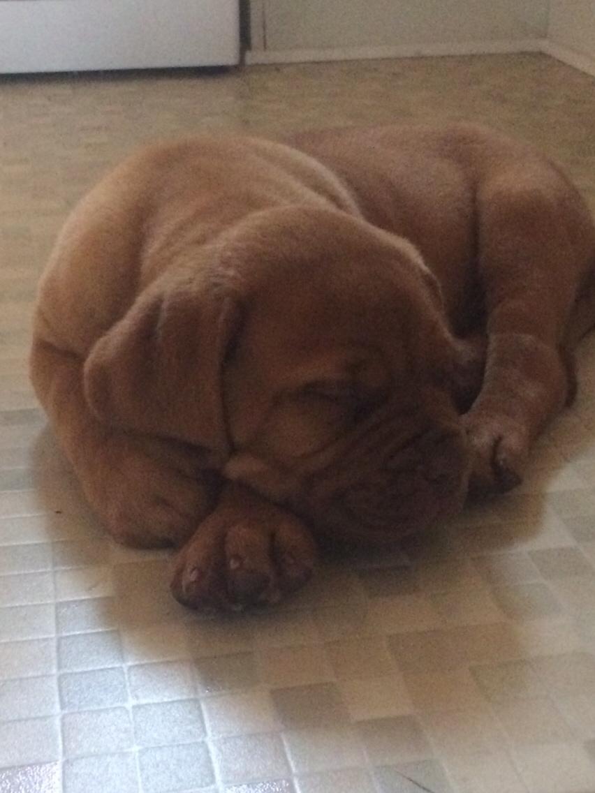 Dogue de bordeaux Jax<3 billede 6